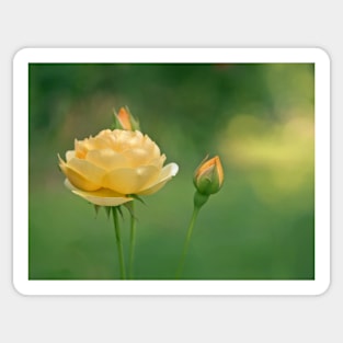 Mellow Yellow Rose Sticker